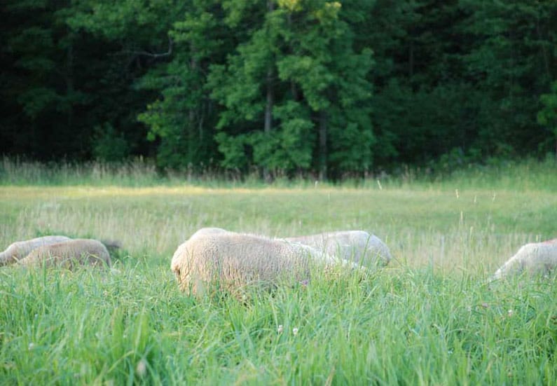 Tamarack Vermont Sheep Farm