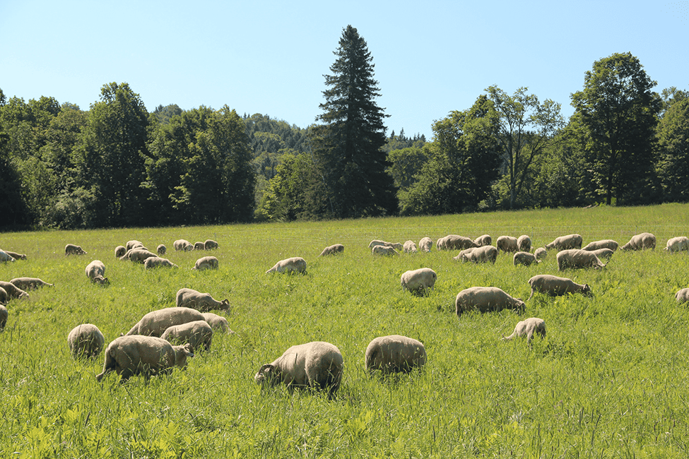 Grazing & Pasturing